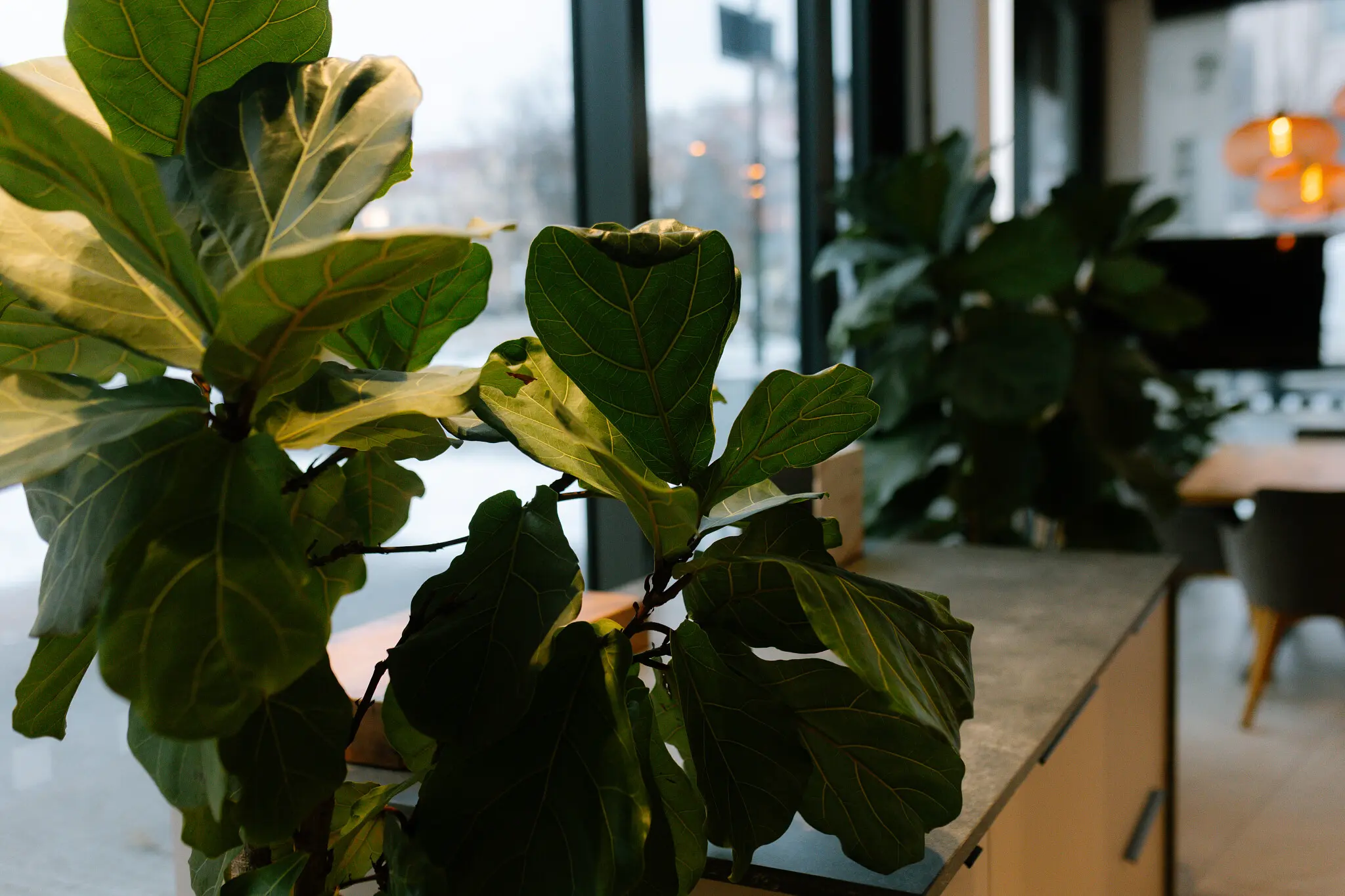 Rostliny v showroomu